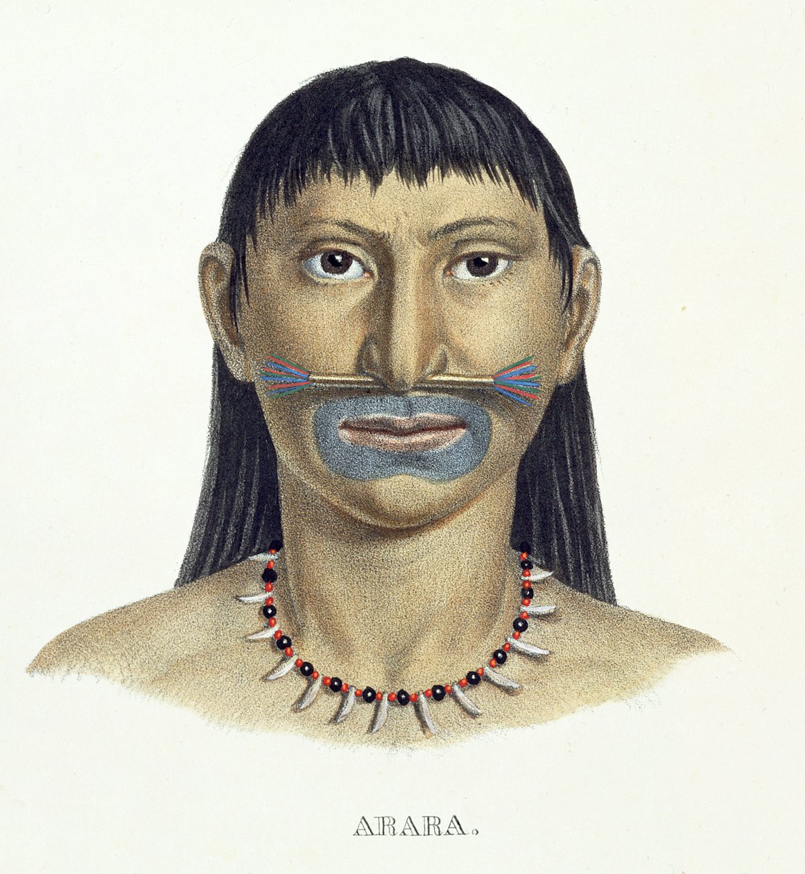 Az Arara törzs bennszülött embere kék arcfestékkel, Johann Baptist von Spix (1781-1826) és Karl Friedrich Philipp Martius (1794-1868) egy brazil utazás atlaszából, 1835-50 körül (színes) alkotó: German School