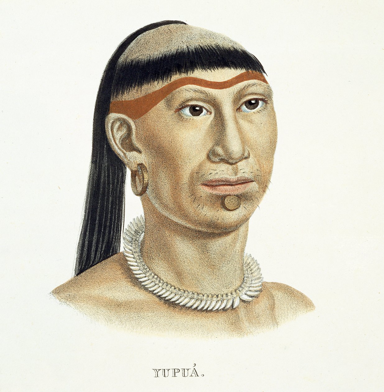 A yupua törzs bennszülött embere, kitépett és borotvált hajjal és állati fogakból készült nyaklánccal, Johann Baptist von Spix (1781-1826) és Karl Friedrich Philipp Mar egy brazil utazás atlaszából. alkotó: German School