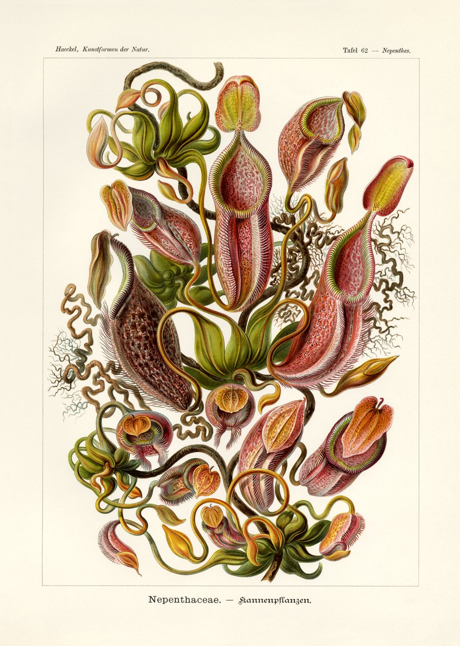 Nepenthaceae, 1899-1904 alkotó: German School