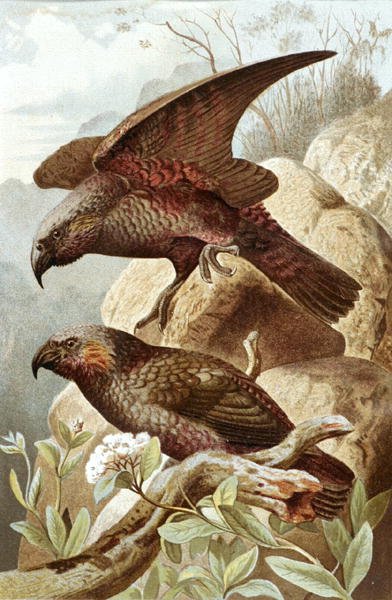 Nestor Papagáj, lemez a "Brehms Tierleben: Allgemeine Kunde des Tierreichs", 5. kötet, 382. o., kiadta a Bibliographisches Institut. alkotó: German School