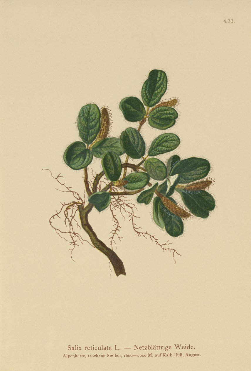 Hálólevelű fűz (Salix reticulata) alkotó: German School