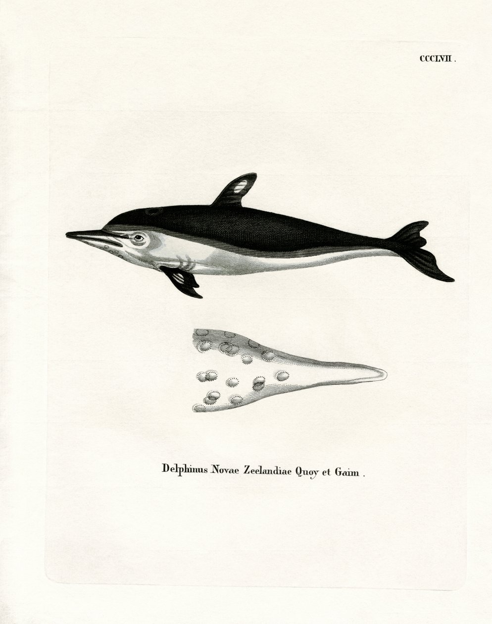 Új-zélandi delfin (színes metszet) alkotó: German School