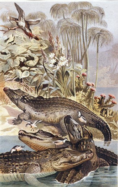 Nílusi krokodil, lemez a "Brehms Tierleben: Allgemeine Kunde des Tierreichs"-ből, 7. kötet, 504. o., kiadó: Bibliographisches Institut alkotó: German School