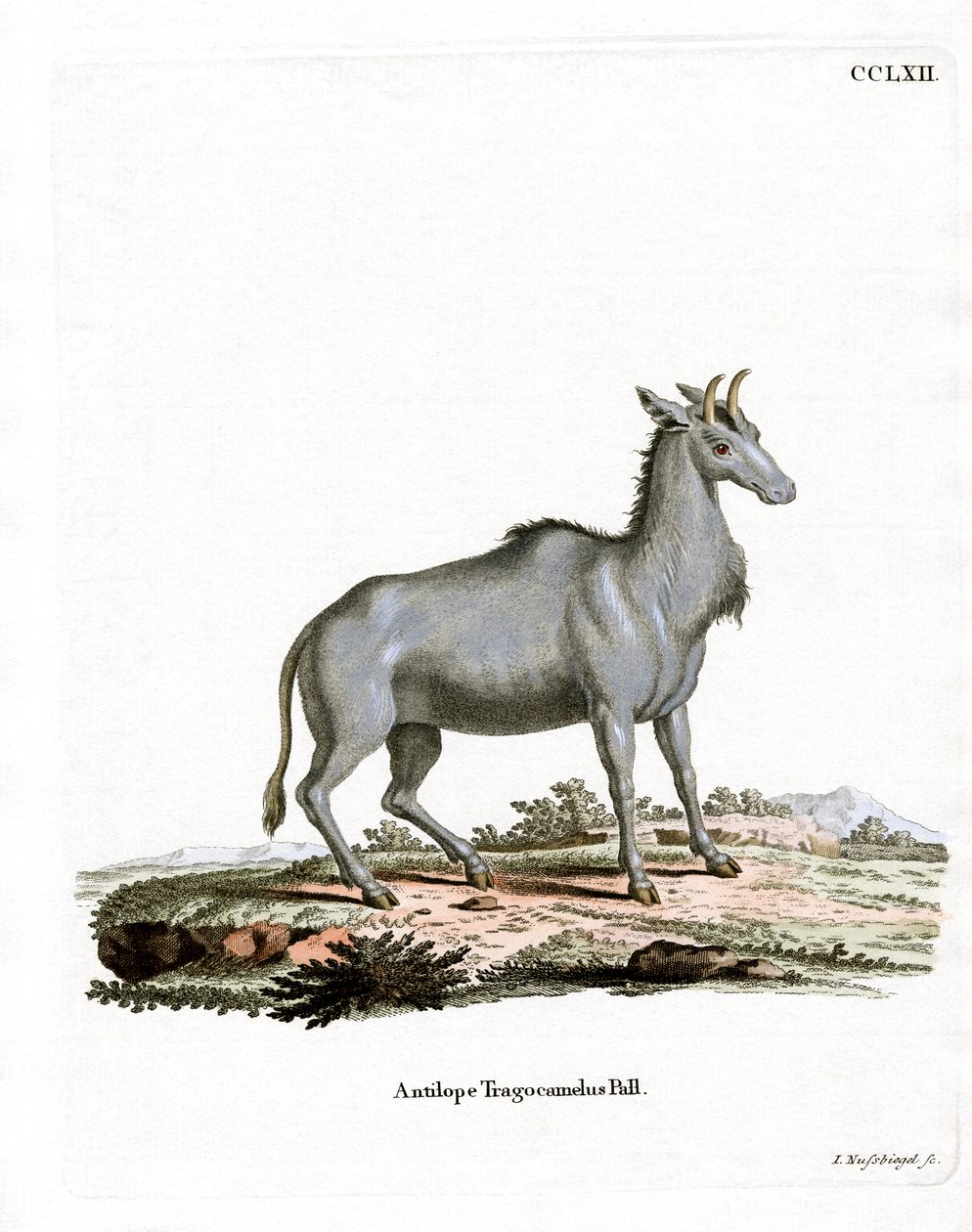 Nilgai (színes metszet) alkotó: German School