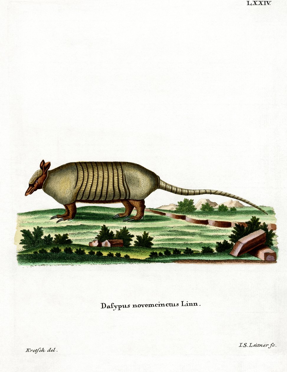 Kilencsávos Armadillo (színes metszet) alkotó: German School
