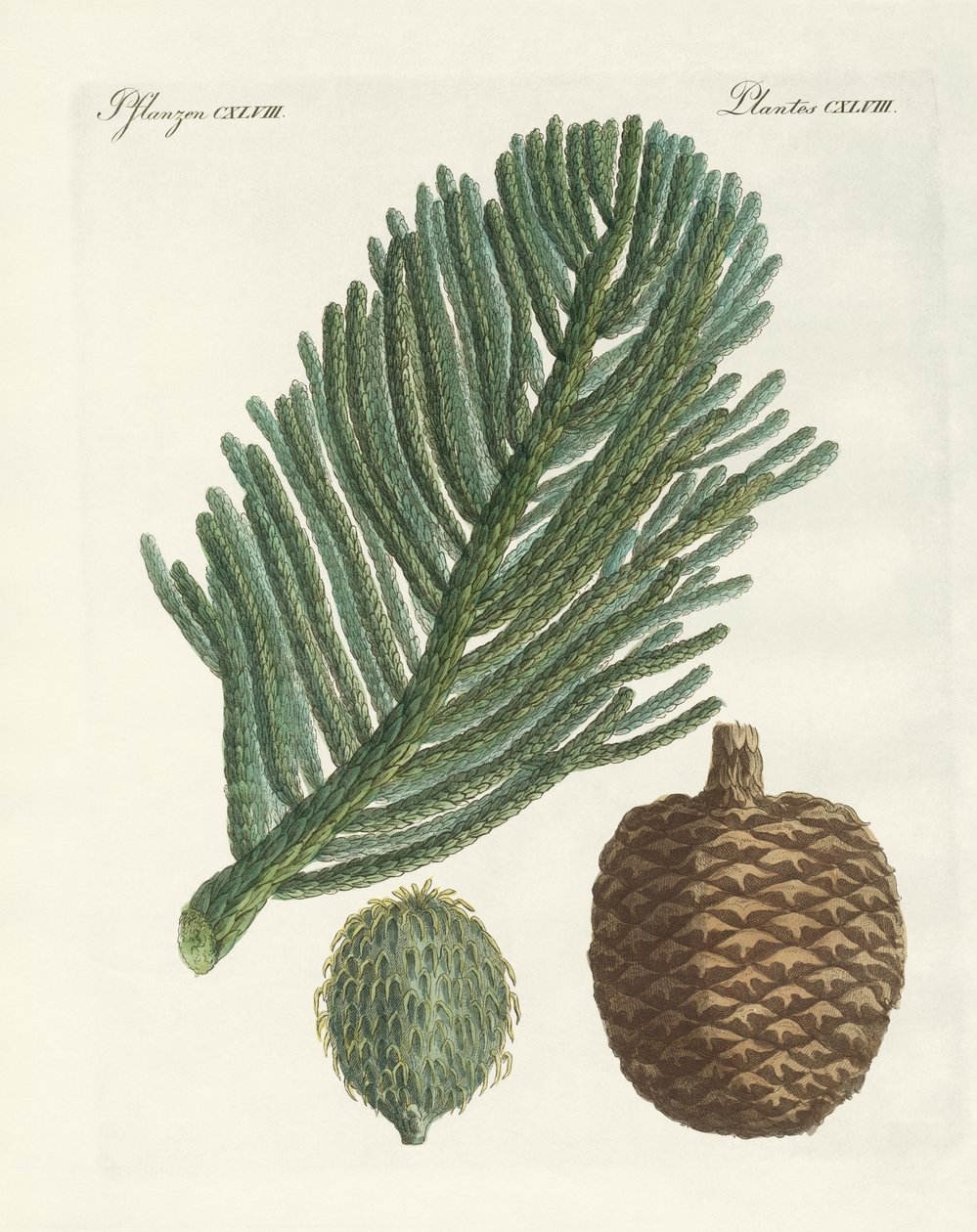 Norfolk Island Pine (színes metszet) alkotó: German School