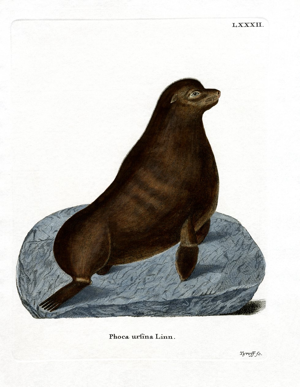 Northern Fur Seal (színes metszet) alkotó: German School