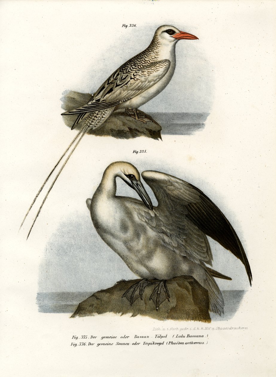 Northern Gannet, 1864 alkotó: German School