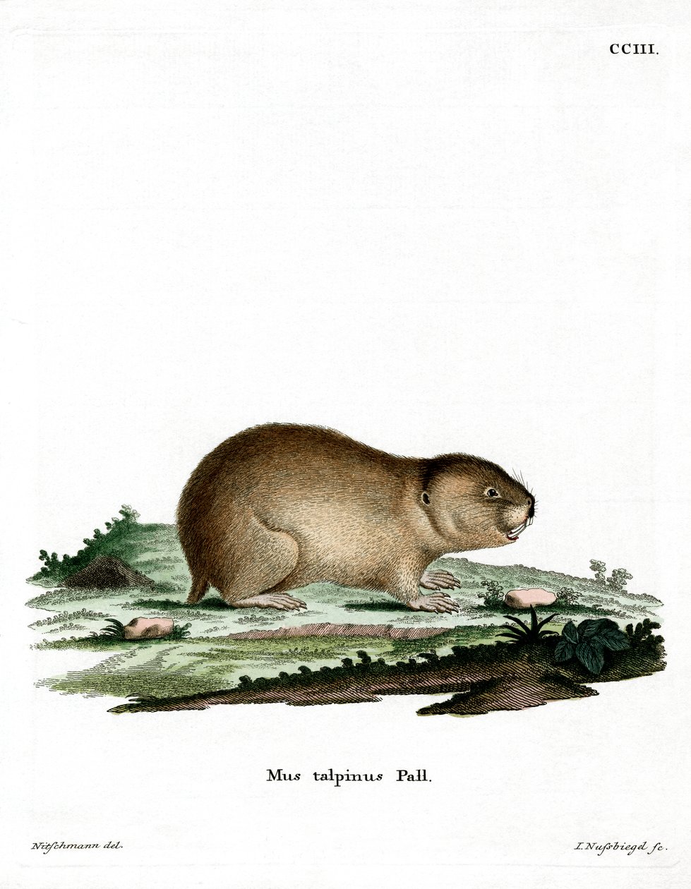 Northern Mole Vole (színes metszet) alkotó: German School