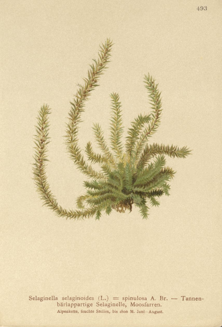 Északi tüskésmoha (Selaginella selaginoides, Selaginella spinulosa, Lycopodium selaginoides, Bernhardia spinosa) alkotó: German School