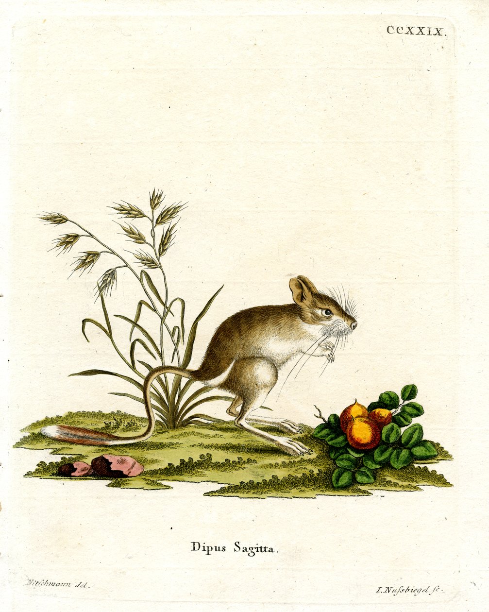Északi háromujjú Jerboa (színes metszet) alkotó: German School