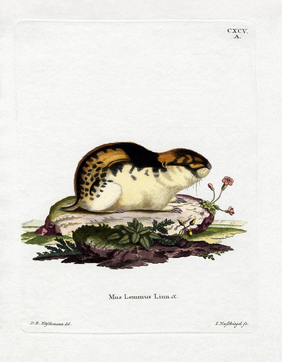 Norvégia Lemming (színes metszet) alkotó: German School