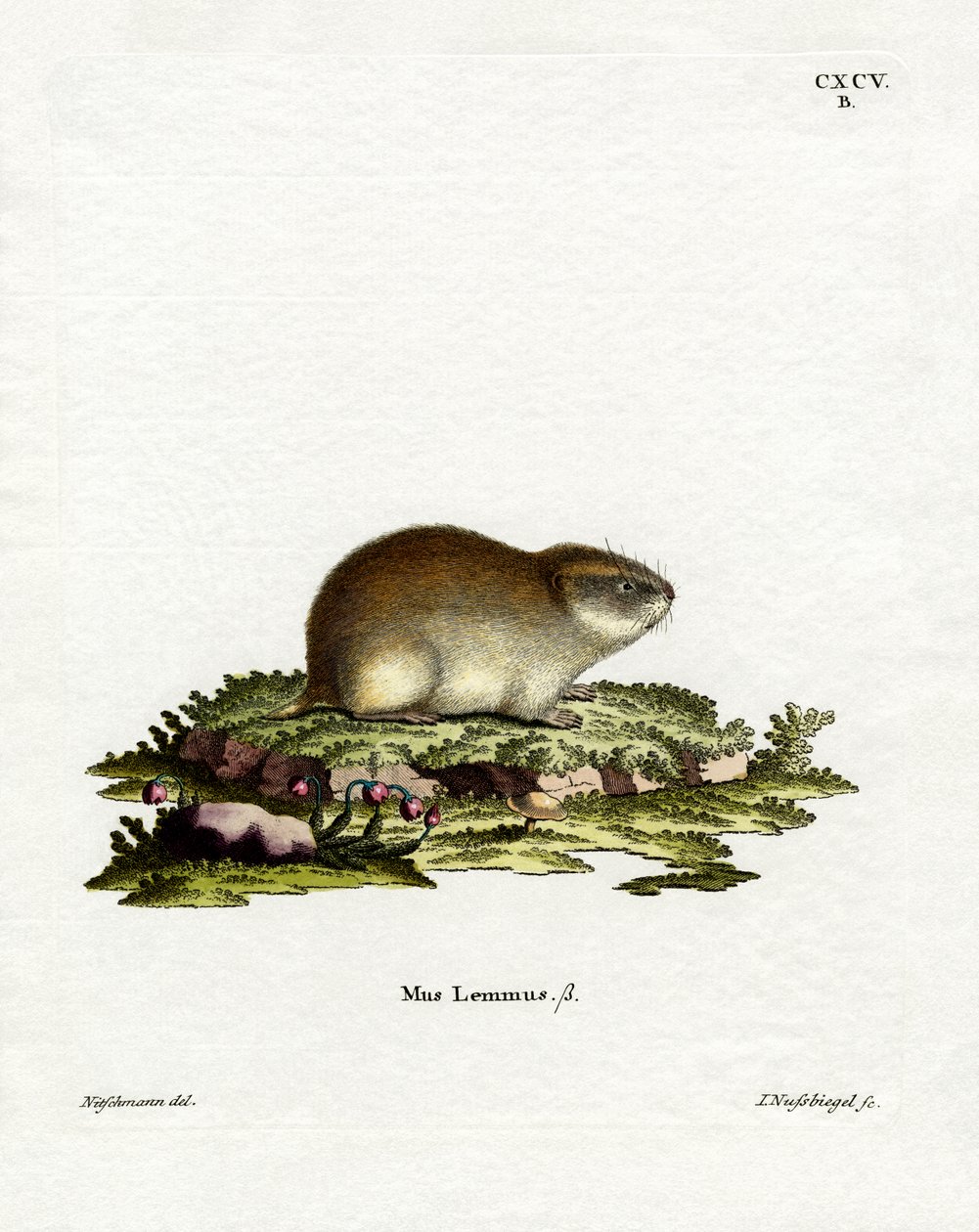Norvégia Lemming (színes metszet) alkotó: German School