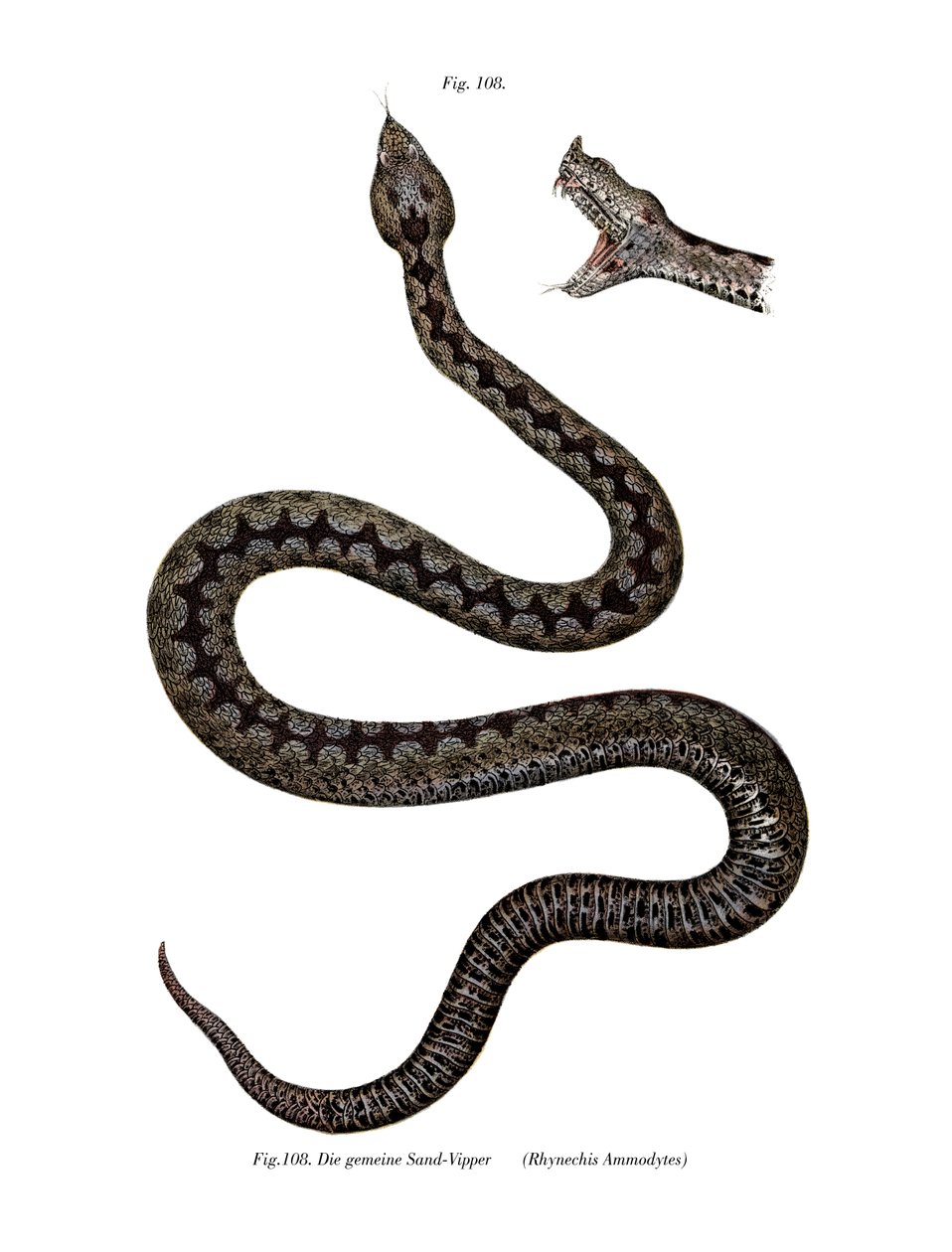 Orrszarvú vipera (színes litó) alkotó: German School