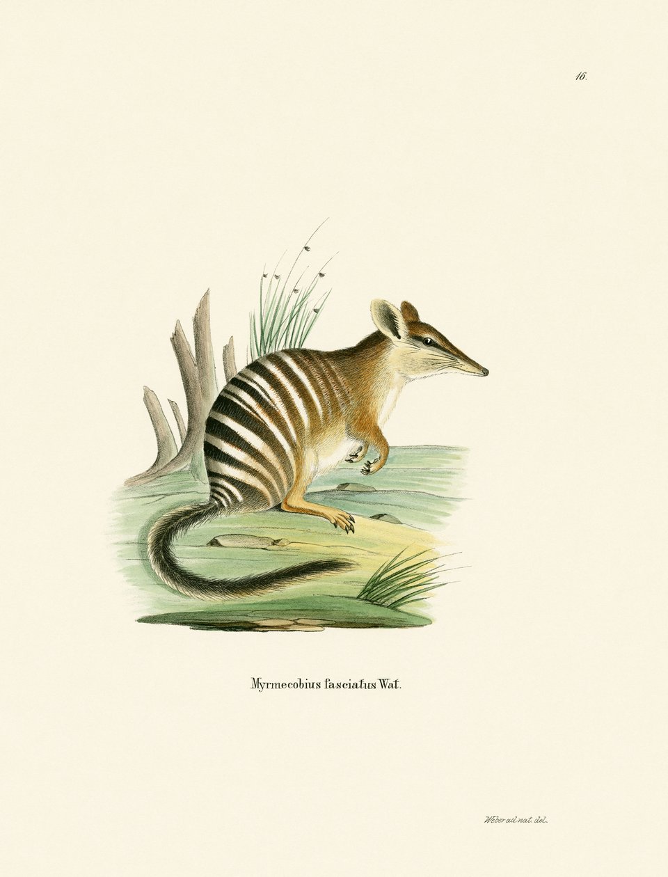 Numbat (színes gravírozás) alkotó: German School
