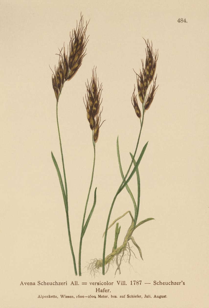Zabfű (Avena Scheuchzeri, Avena versicolor, Avena alpina) alkotó: German School