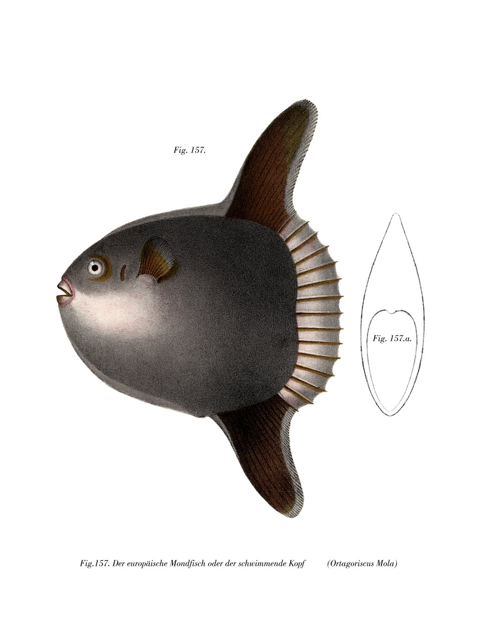 Ocean Sunfish (színes litho) alkotó: German School