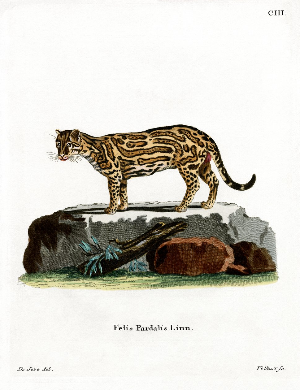 Ocelot (színes metszet) alkotó: German School