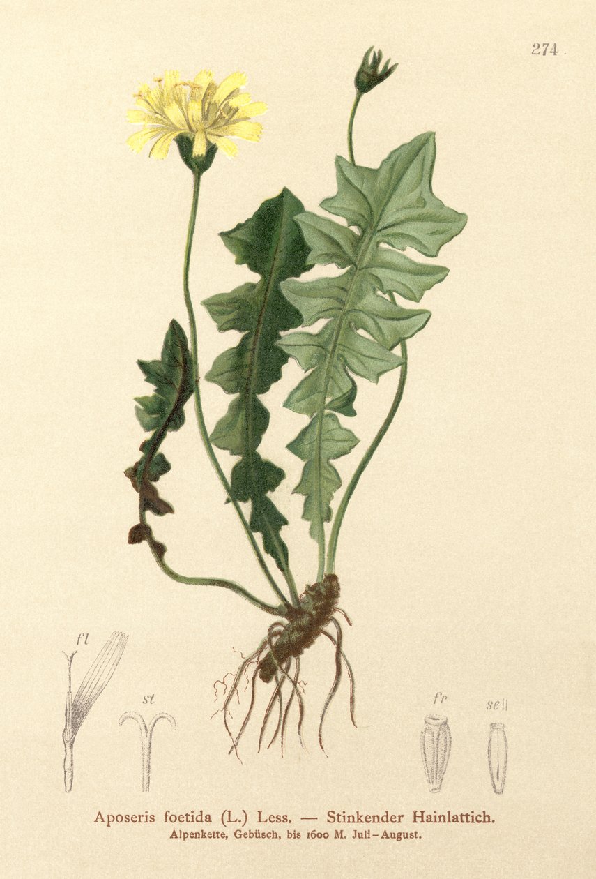 Illatos sertés saláta (Aposeris foetida) alkotó: German School