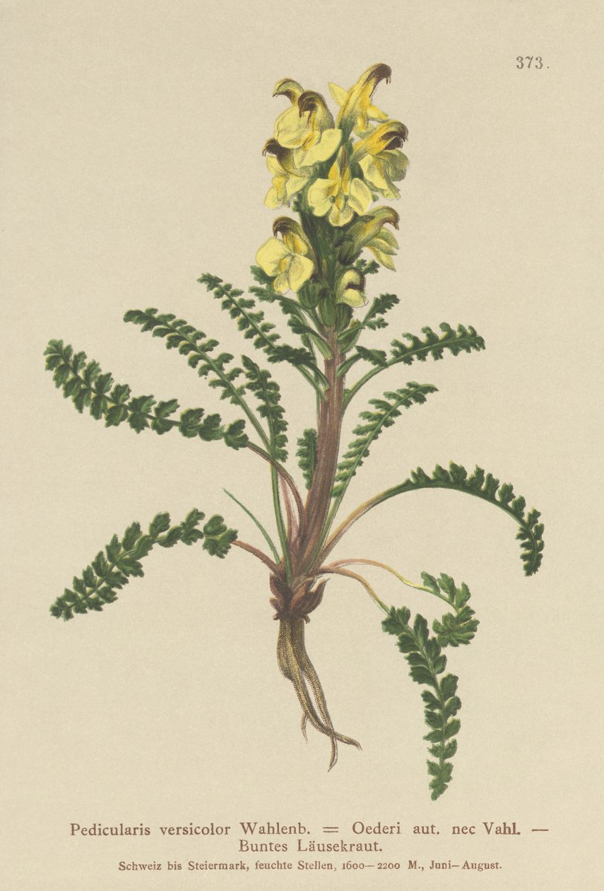 Tetűfű (Pedicularis versicolor, Pedicularis Oederi) alkotó: German School