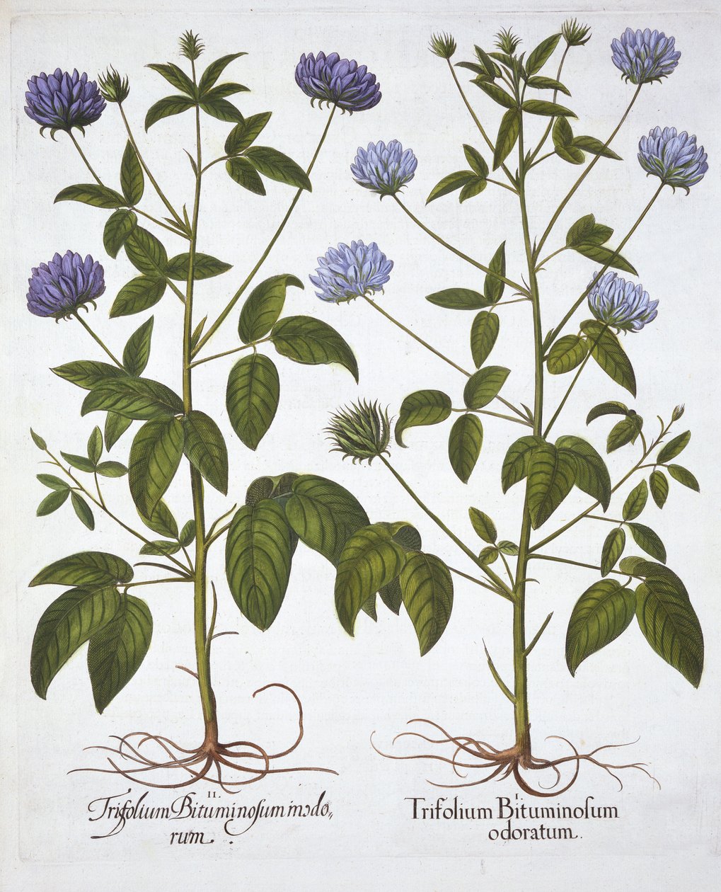 Egyvirágú lóhere, Hortus Eystettensisből, Basil Besler (1561-1629), pub. 1613 (kézzel színezett metszet) alkotó: German School