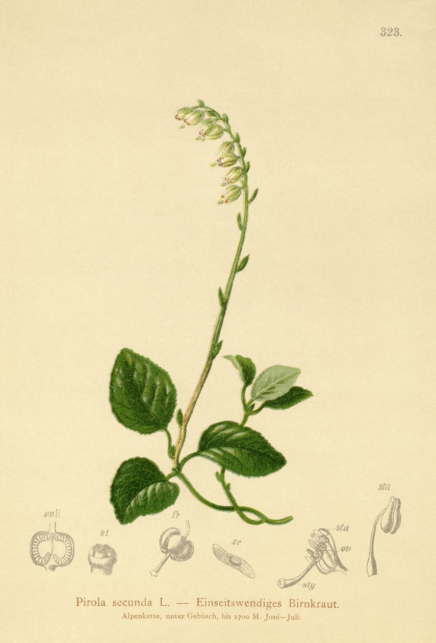 Egyoldalú télizöld (Pirola secunda, Pyrola secunda, Orthilia secunda, Ramischia elatior, Ramischia secunda) alkotó: German School