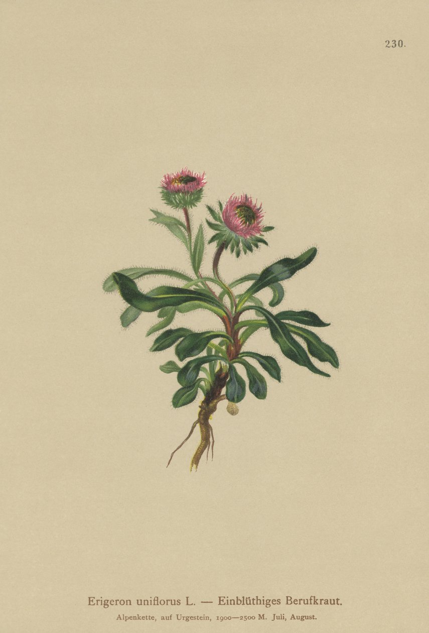 Egyvirágú bolha (Erigeron uniflorus) alkotó: German School