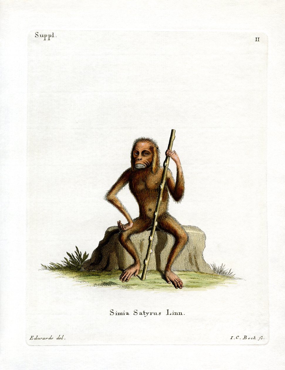 Orang-Outang (színes metszet) alkotó: German School