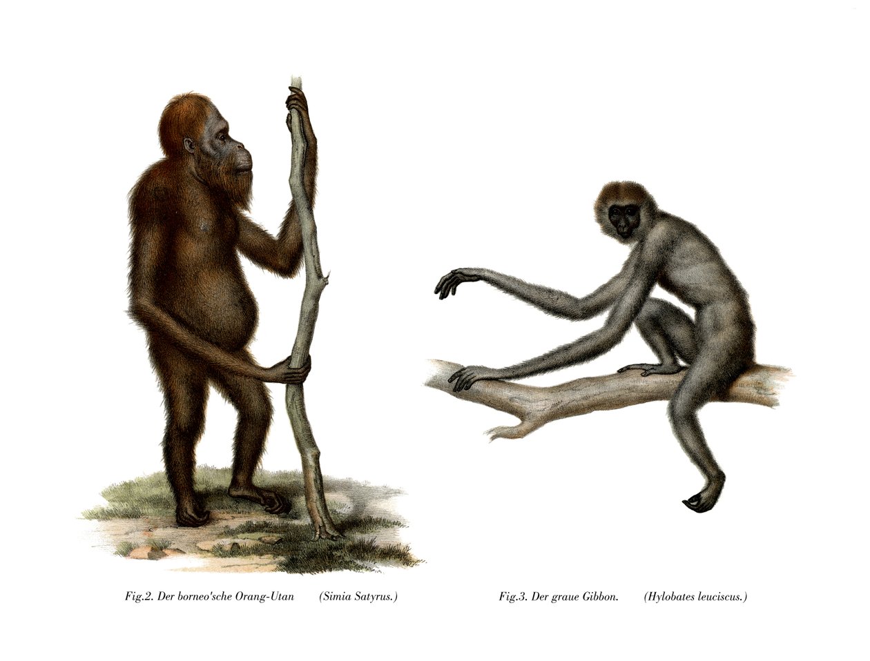 Orang-Outang, 1860 alkotó: German School