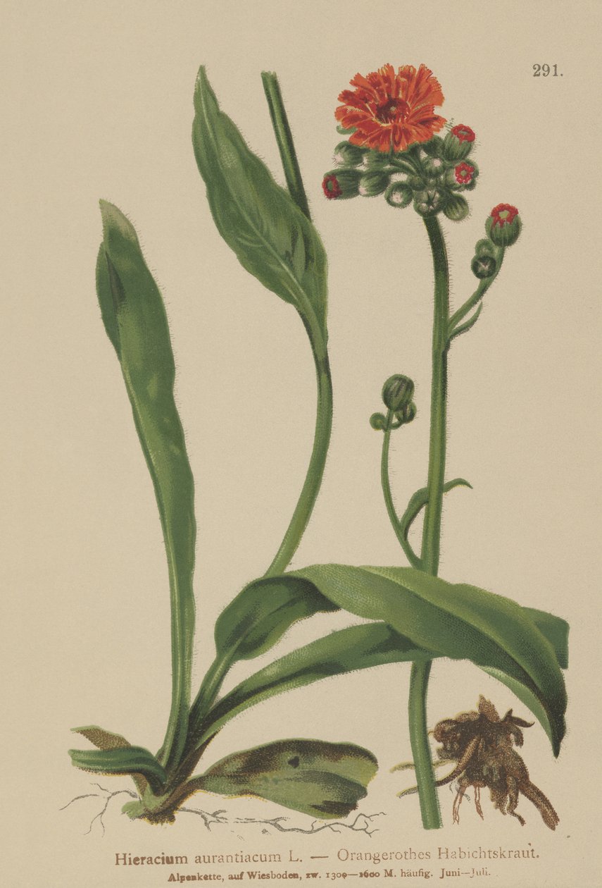Narancssólyomfű (Hieracium aurantiacum, Hieracium brunneocroceum, Pilosella aurantiaca) alkotó: German School