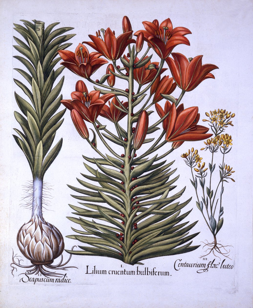 Narancssárga liliom hagymákkal és hagymákkal, későn virágzó Blackstoria, Hortus Eystettensistől, Basil Besler (1561-1629), pub. 1613 (kézzel színezett metszet) alkotó: German School