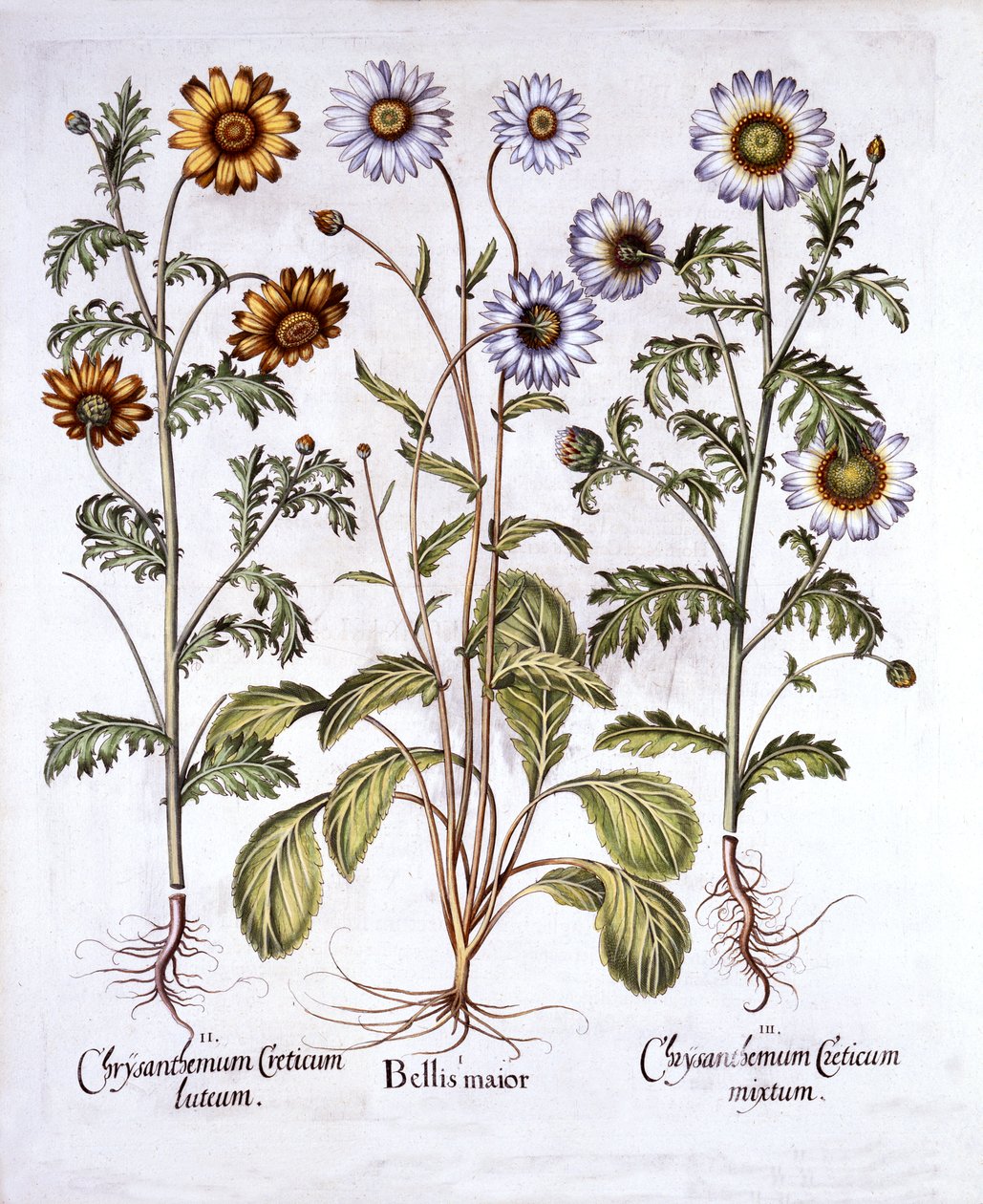 Oxe Eye Daisy és Crown Daisy, a Hortus Eystettensisből, Basil Besler (1561-1629), pub. 1613 (kézzel színezett metszet) alkotó: German School