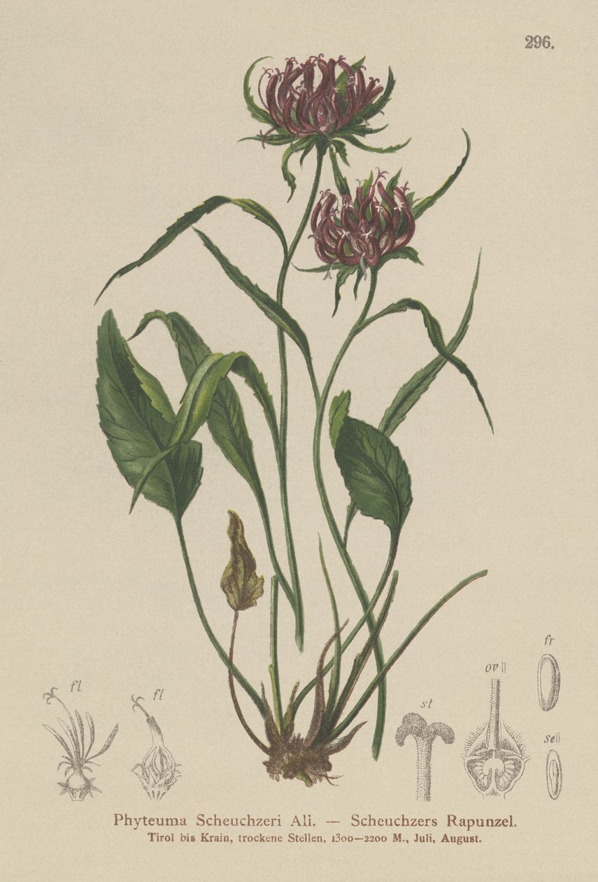 Oxford Rampion (Phyteuma Scheuchzeri) alkotó: German School