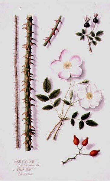 PD.98-1973f.14 Fehér mezei rózsa (Rosa silvestris alba) és kutyarózsa (Rosa canina) 1820 körül (akvarell és gouache) alkotó: German School