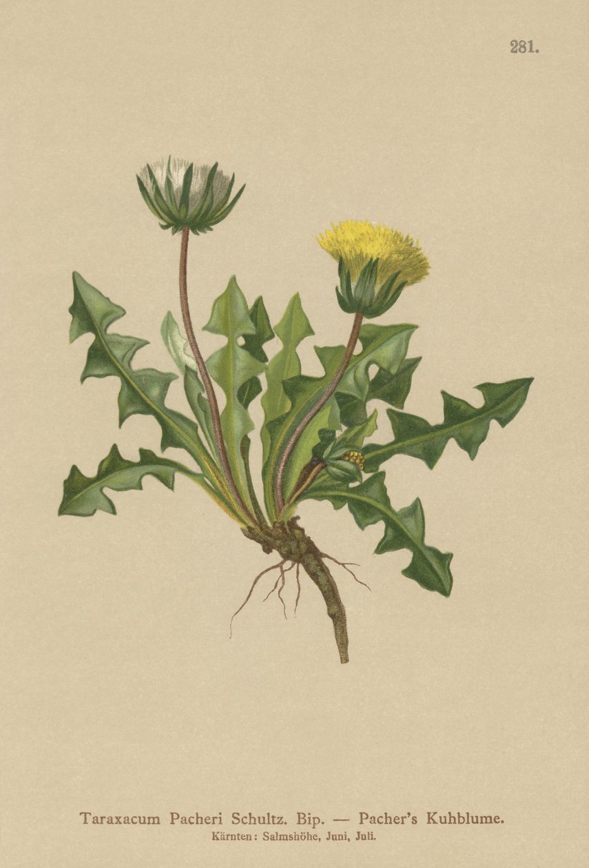 Pacheris pitypang (Taraxacum Pacheri) alkotó: German School