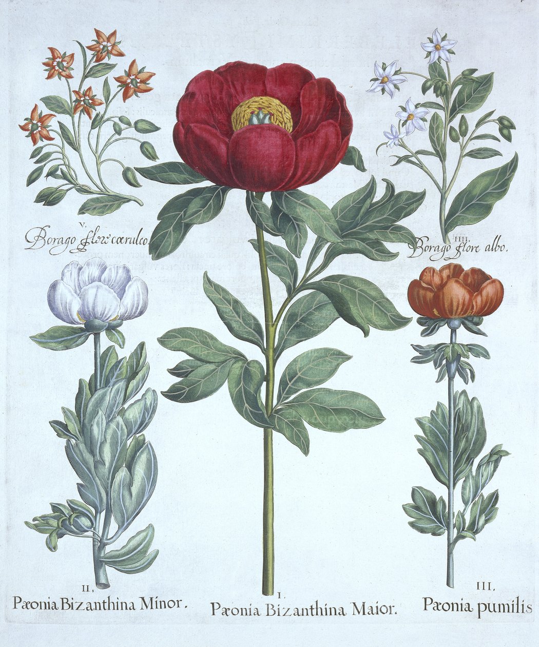Paeonies and Borage, Hortus Eystettensis, Basil Besler (1561-1629), pub. 1613 (kézzel színezett metszet) alkotó: German School