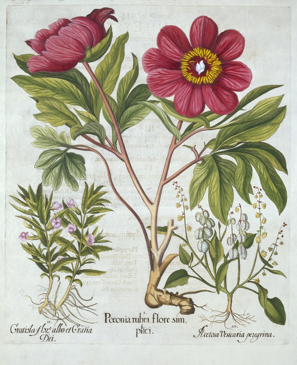 Paeony, Hedge Issop és Sheeps Sóska, a Hortus Eystettensisből, Basil Besler (1561-1629), pub. 1613 (kézzel színezett metszet) alkotó: German School
