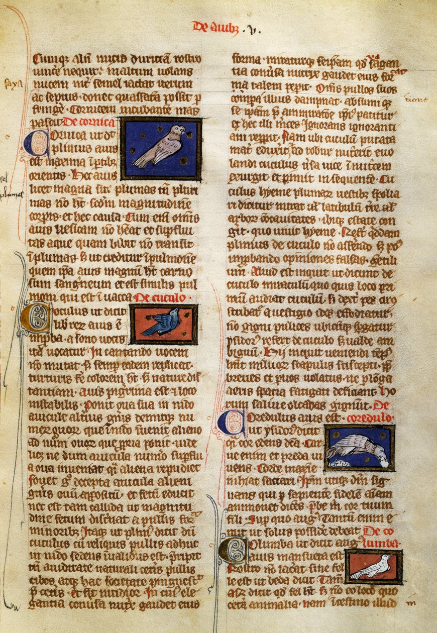 Oldal: Albertus Magnus (1200-1280 körül) A dolgok természete a madarakon alkotó: German School