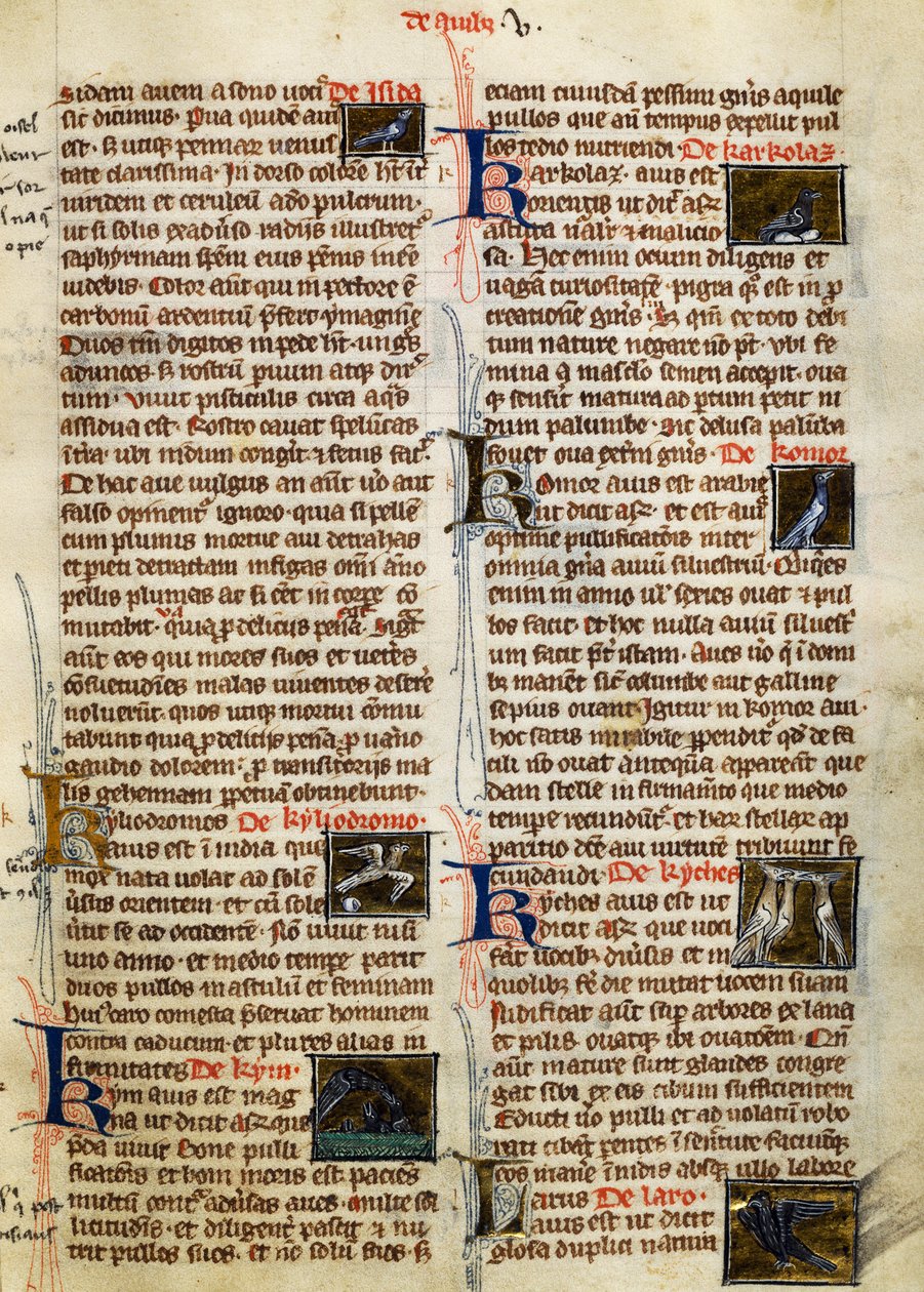 Oldal: Albertus Magnus (1200-1280 körül) A dolgok természete a madarakon alkotó: German School