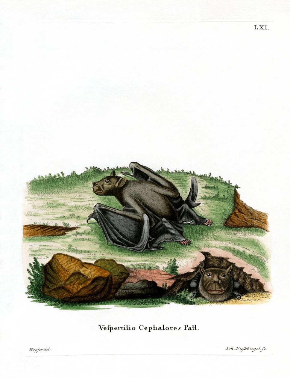 Pallas csőorrú denevér (színes metszet) alkotó: German School
