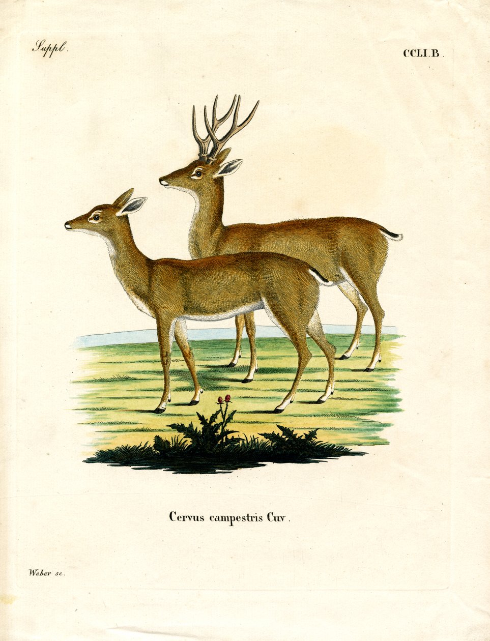 Pampas Deer (színes metszet) alkotó: German School