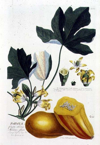 Papaya, vésette Johann Jakob Haid (1704-67) 7. tábla egy botanikai könyvből, kocsmából. Írta: Augustus Vind (színes metszet) alkotó: German School