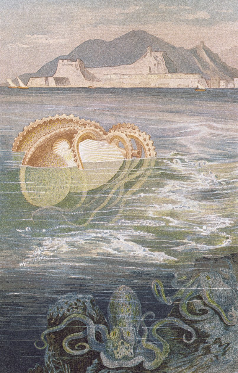 Paper Nautilus, tányér Brehm állatélete: Általános ismeretek az állatvilágról, 10. kötet, 273. o., a Bibliográfiai Intézet kiadása, 1893. alkotó: German School