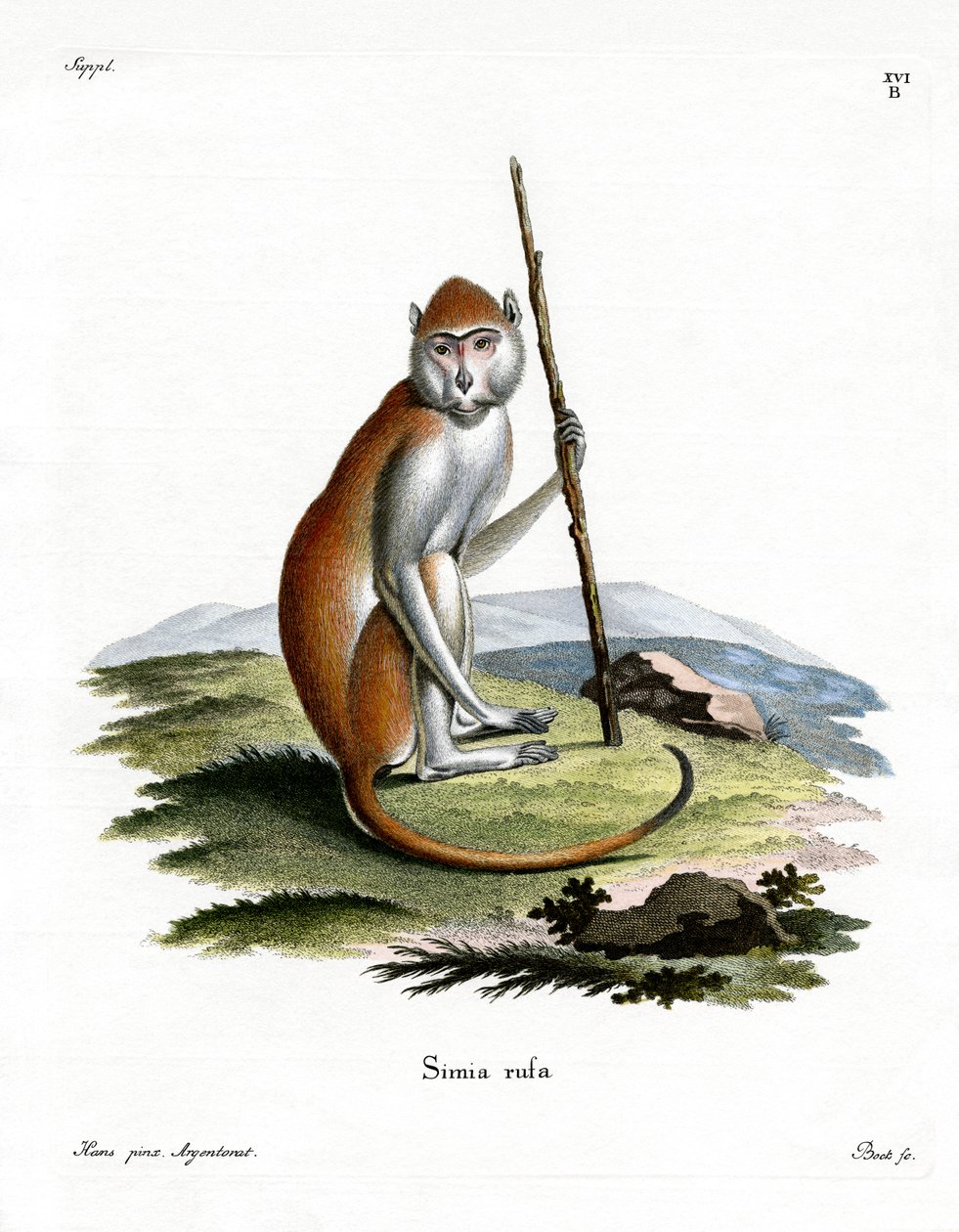 Patas Monkey (színes metszet) alkotó: German School