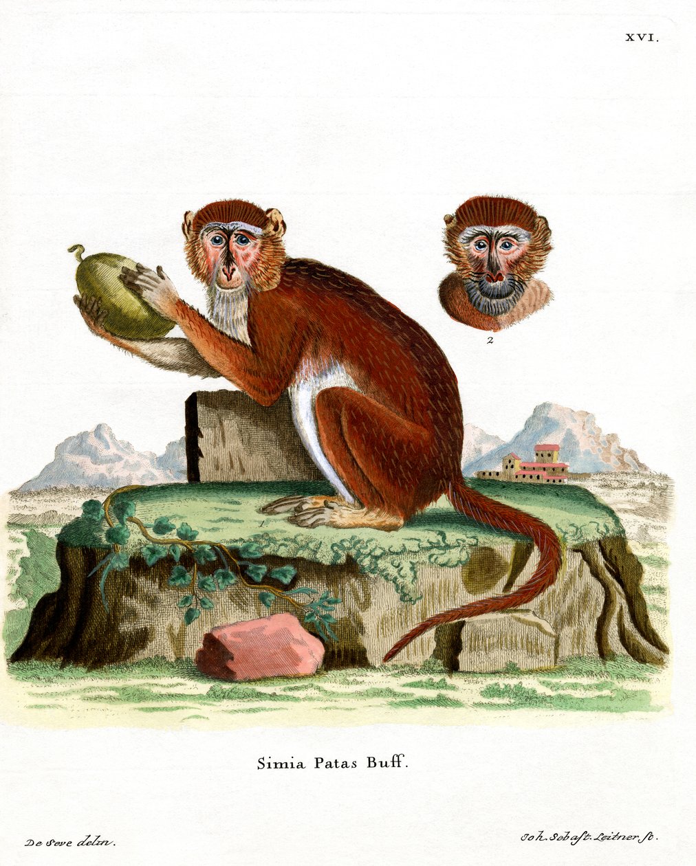 Patas Monkey (színes metszet) alkotó: German School