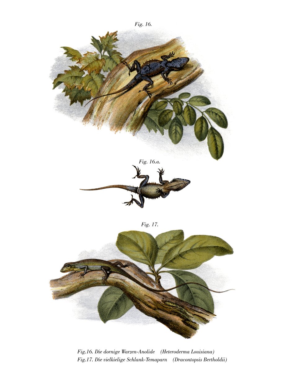 Barack Anole (színes litó) alkotó: German School