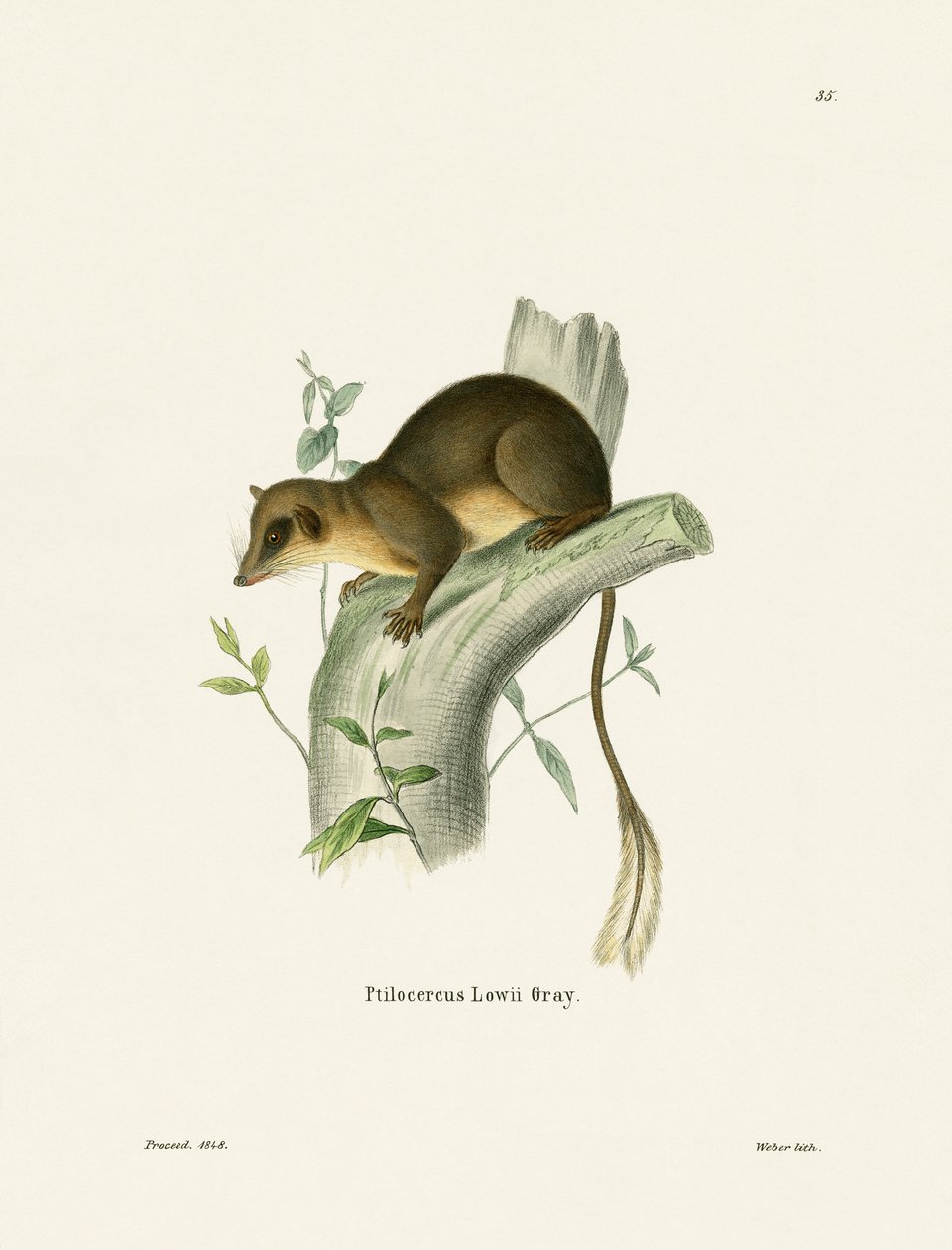 Pen-tailed Treeshrew (színes metszet) alkotó: German School