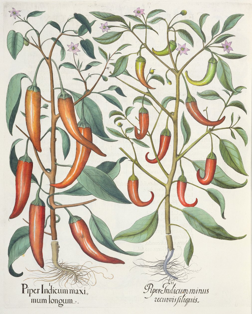 Paprika: 1. Piper Indicum longum; 2. Piper Indicum minus recurvis filiquis, a Hortus Eystettensisből, Basil Besler (1561-1629), pub. 1613 alkotó: German School