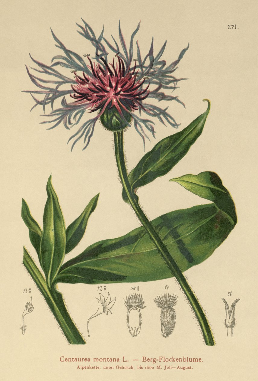 Évelő búzavirág (Centaurea montana) alkotó: German School