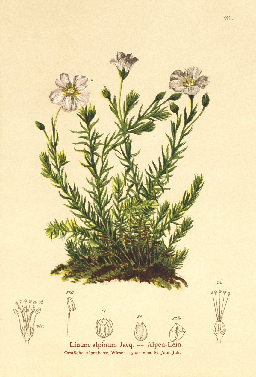 Évelő len (Alpenum, Linum perenne) alkotó: German School